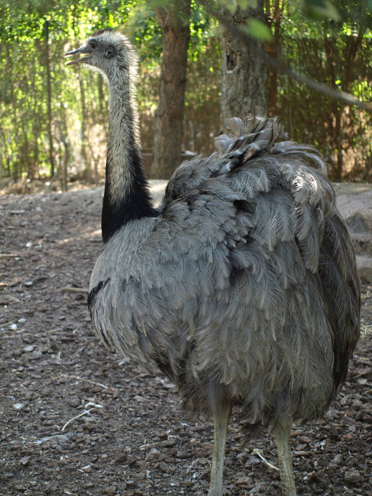 Greater rhea
