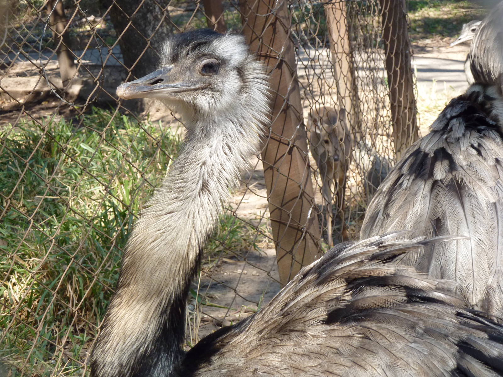 Greater rhea