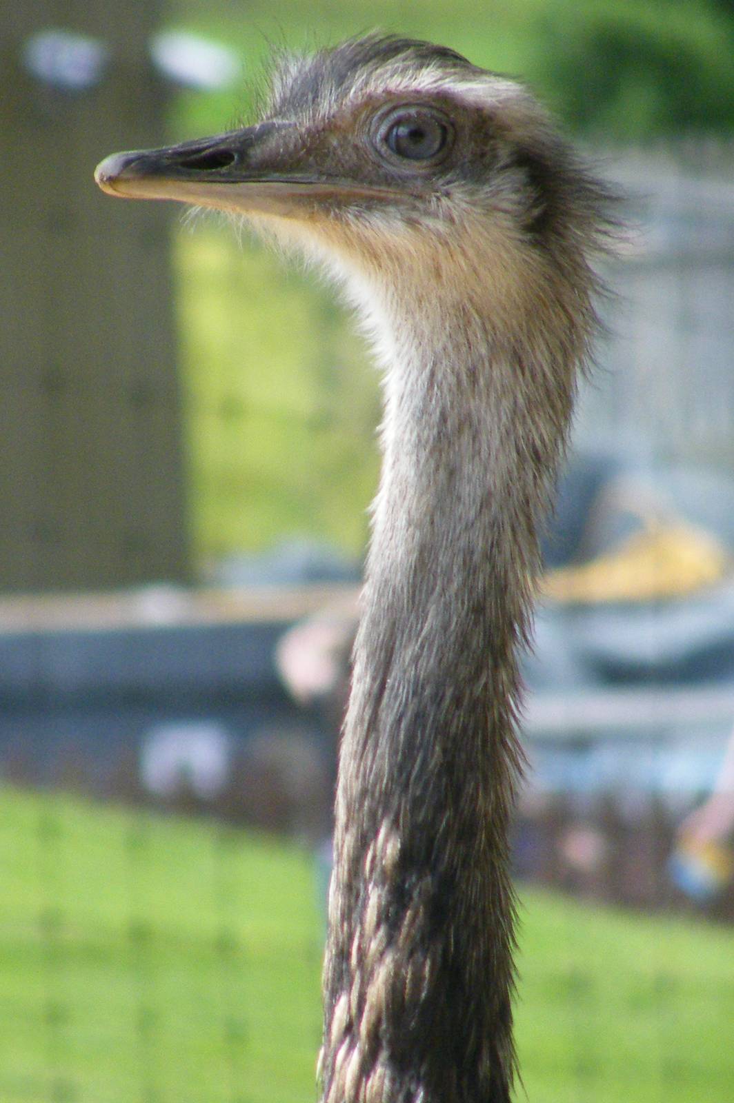 Greater Rhea