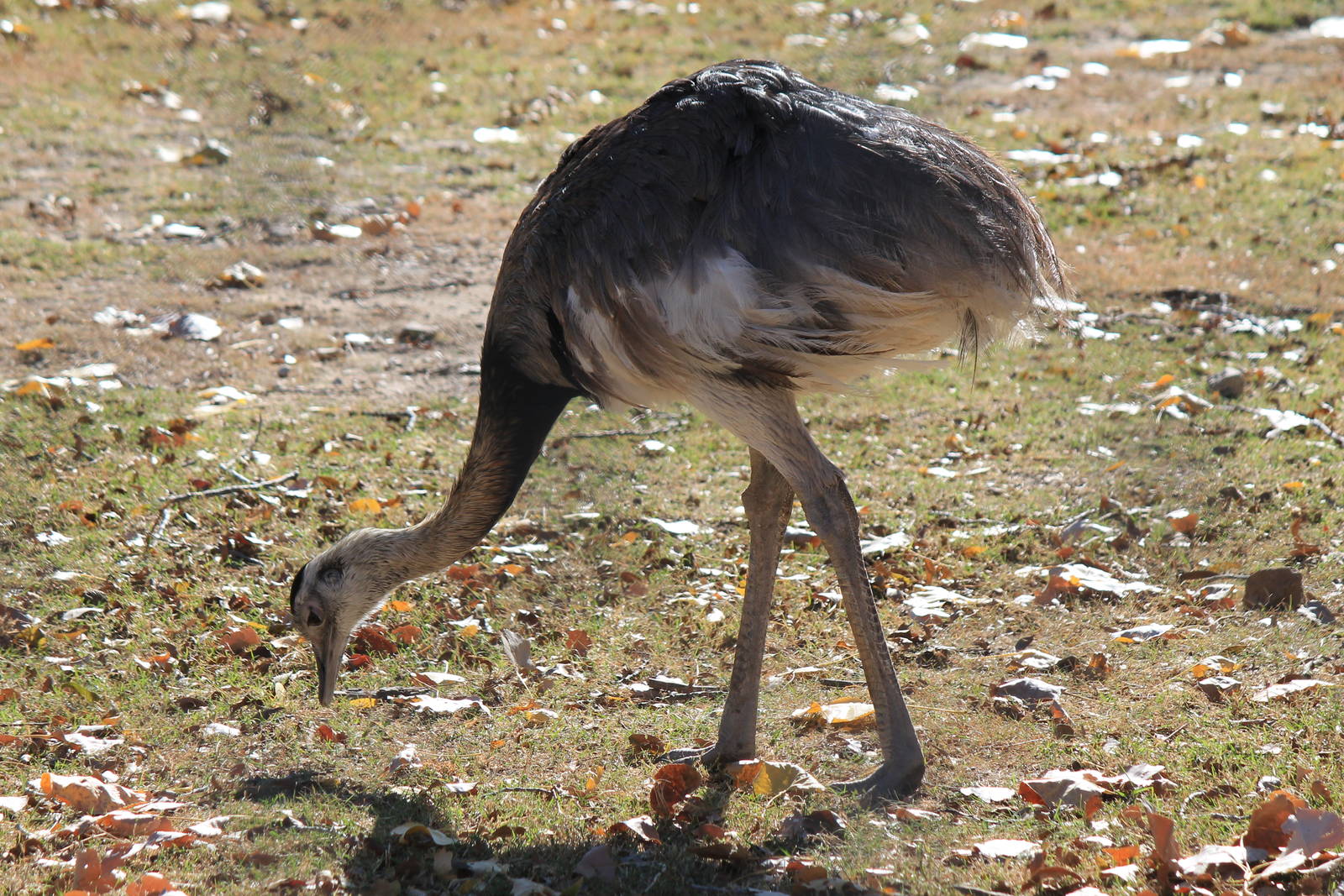 Greater Rhea