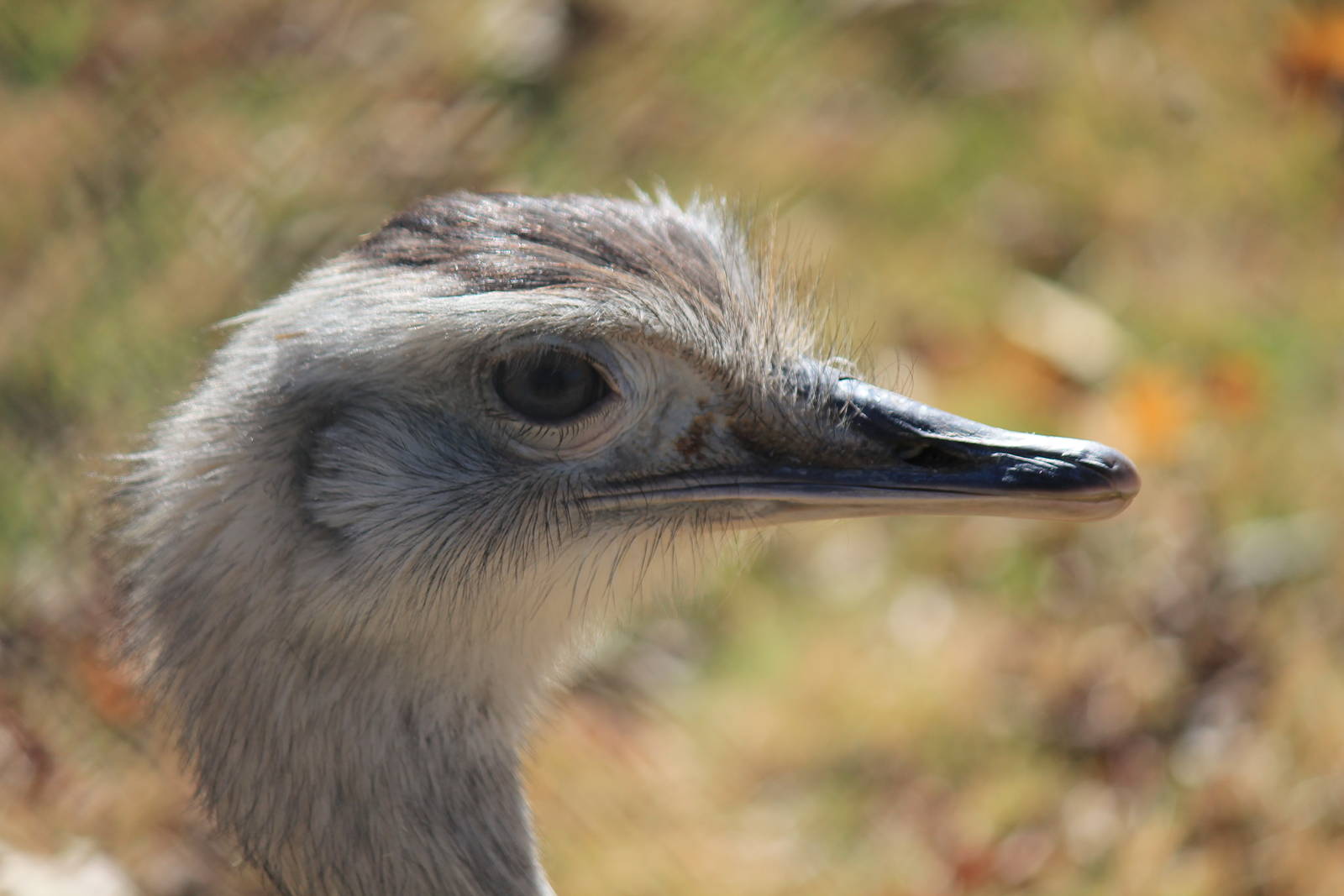 Greater Rhea