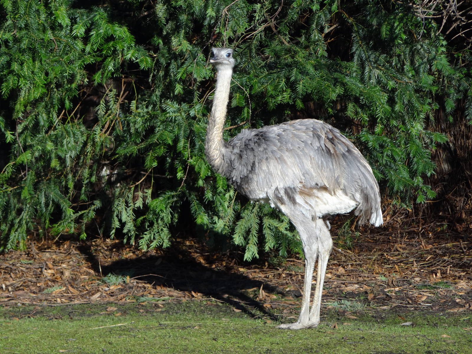 Greater rhea