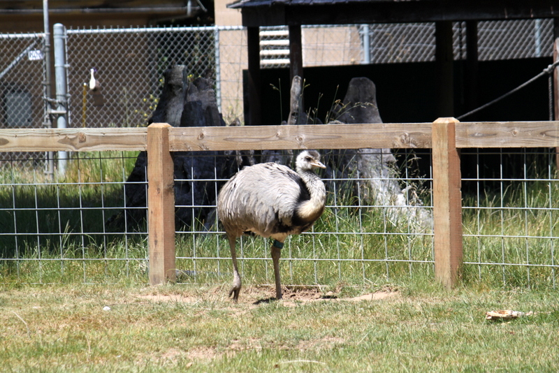 Greater Rhea