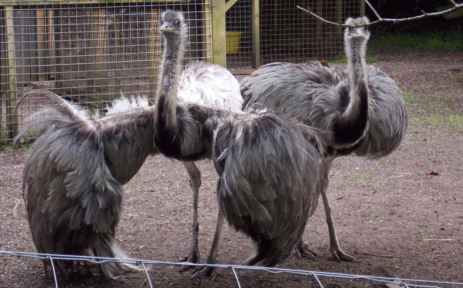 Greater Rhea