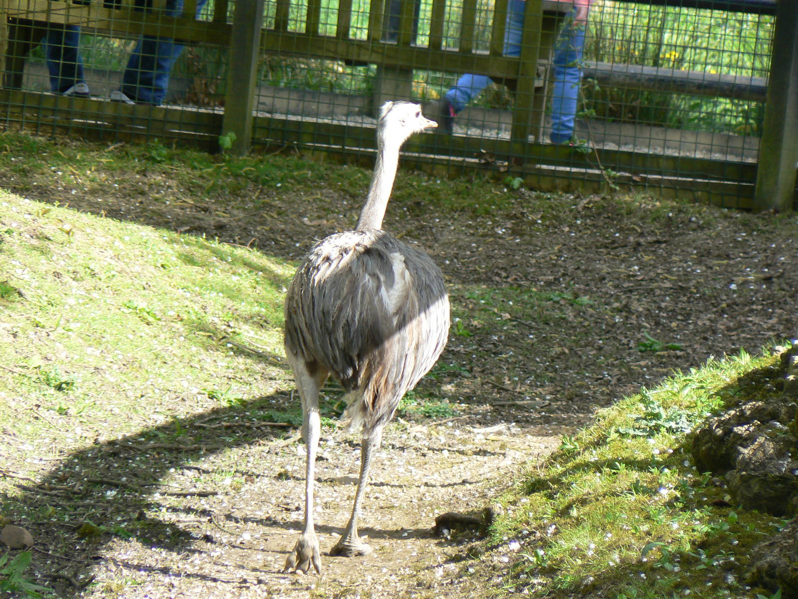 Greater Rhea