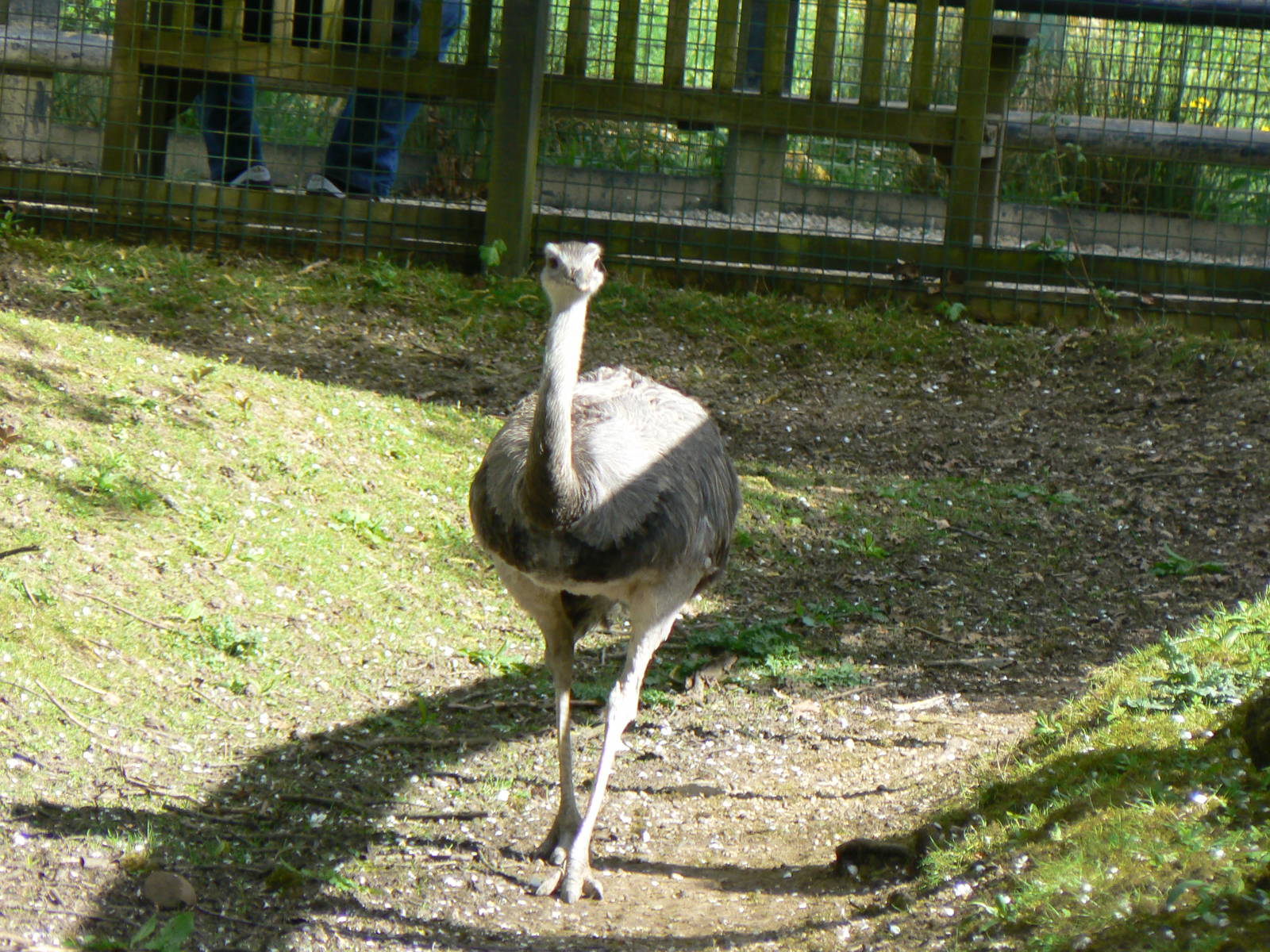 Greater Rhea