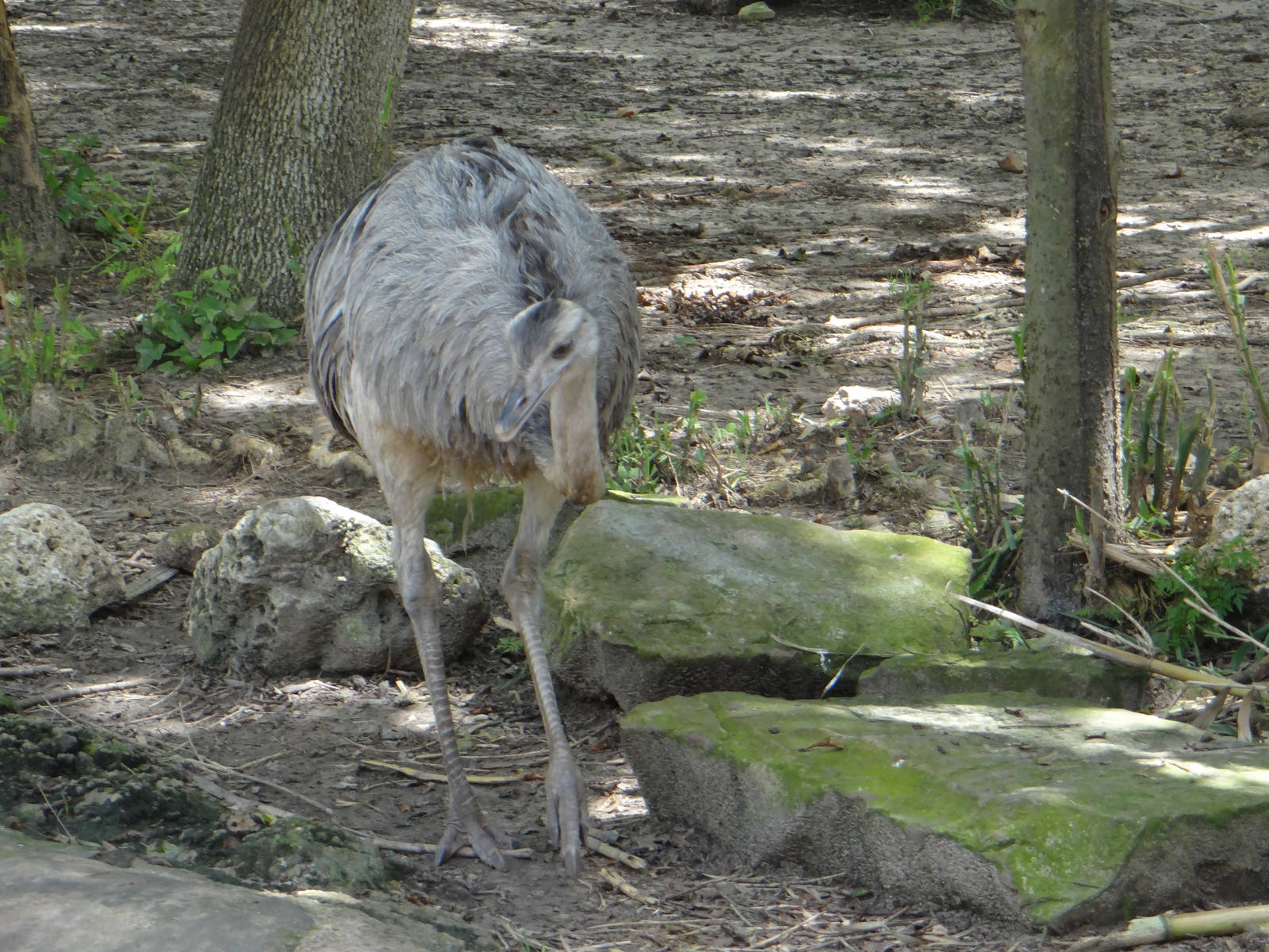 Greater rhea