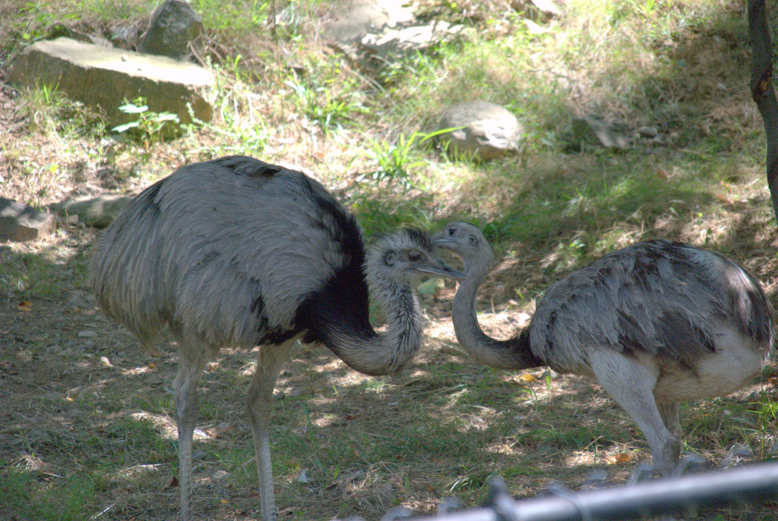 Greater Rhea