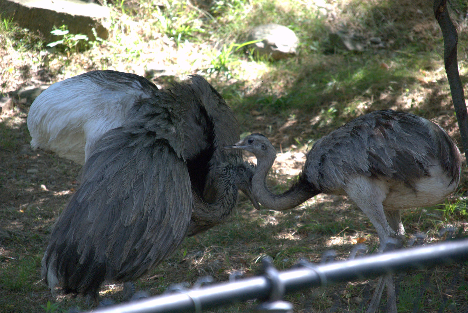 Greater Rhea