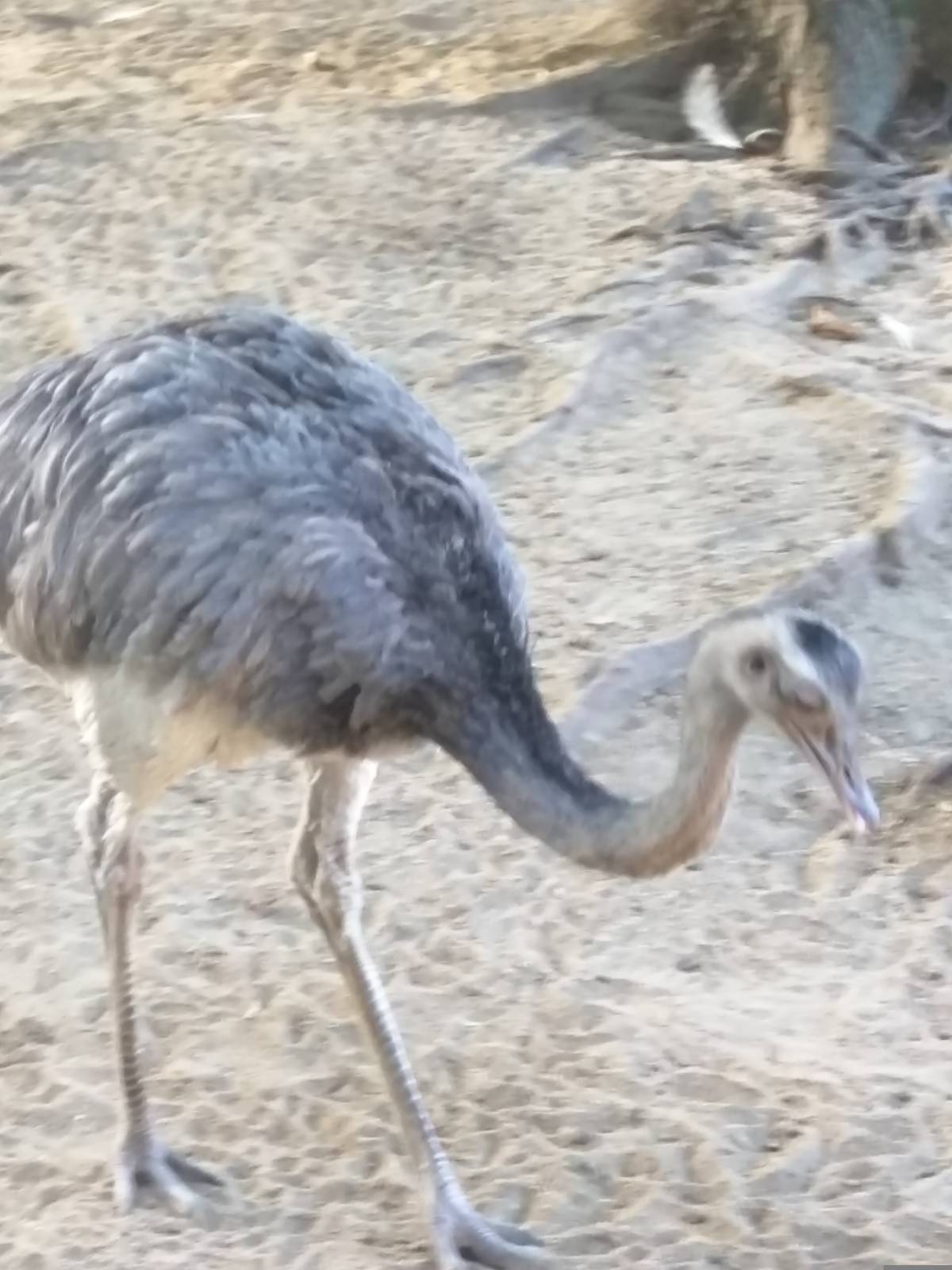 Greater Rhea