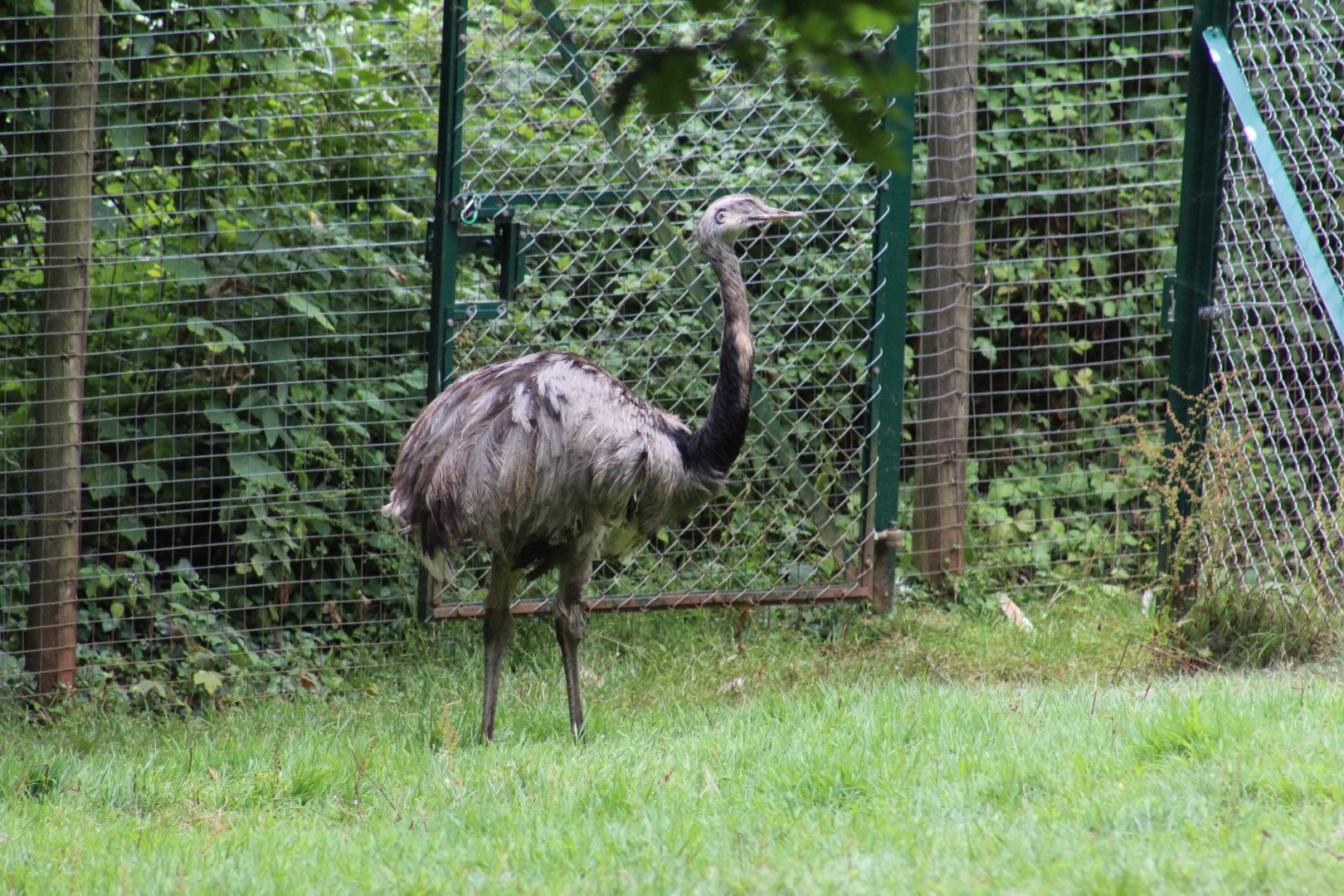 Greater Rhea