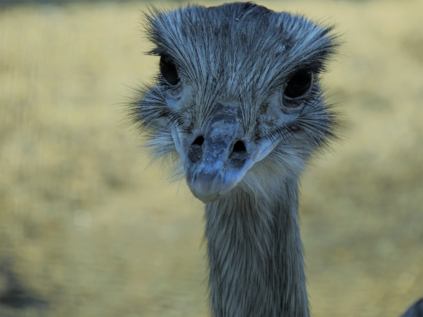 Greater Rhea
