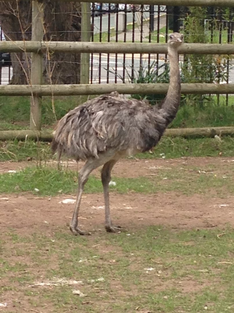 Greater Rhea