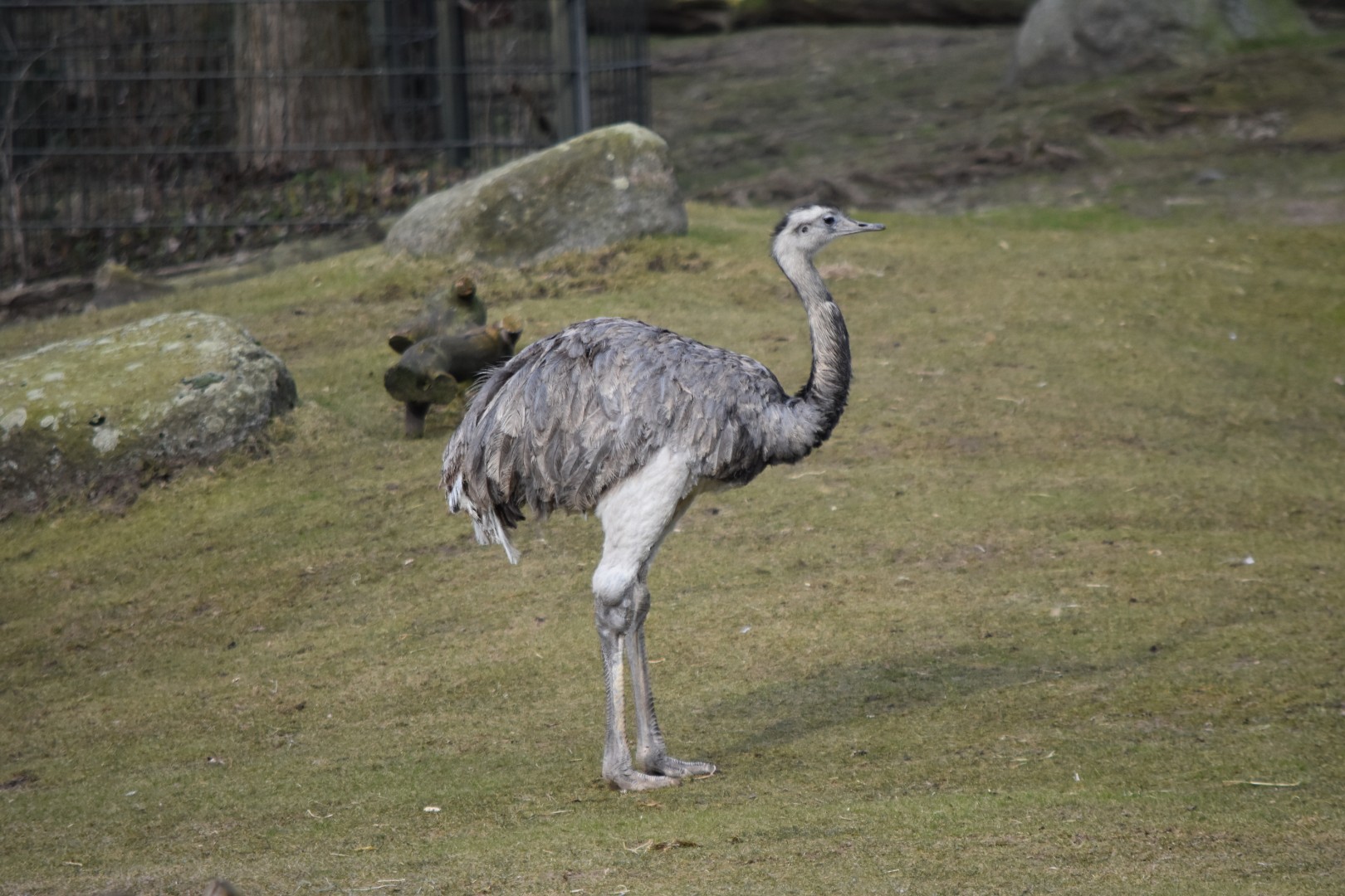 Greater rhea