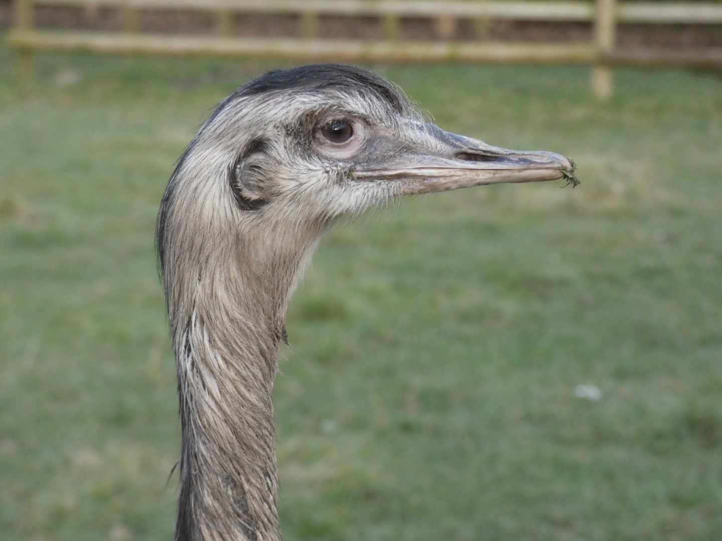 Greater Rhea