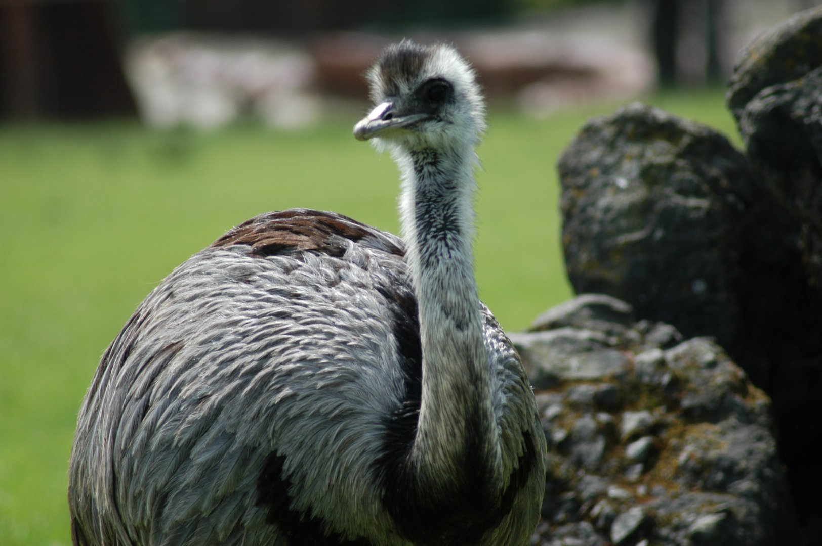 Greater Rhea