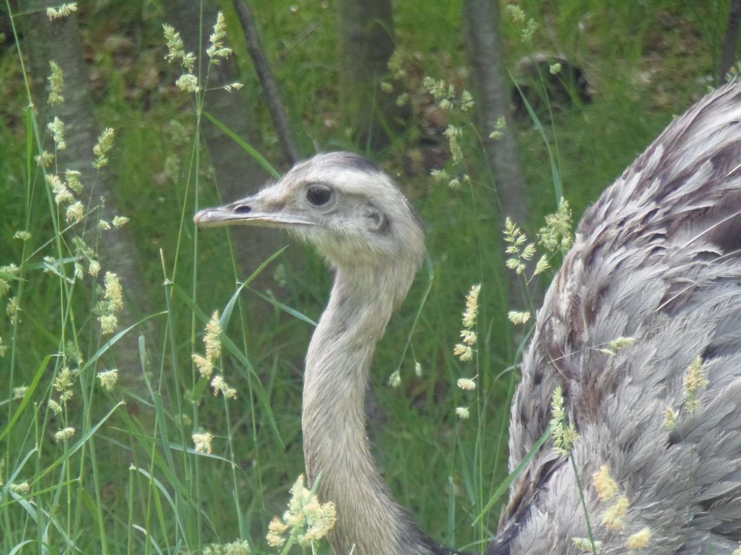 Greater Rhea