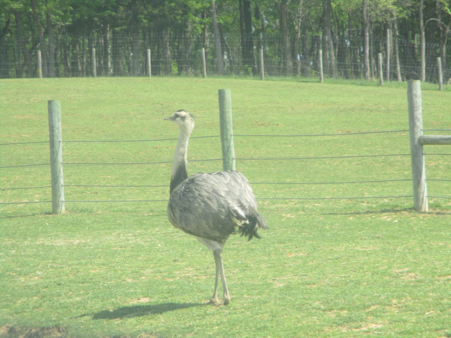 Greater rhea