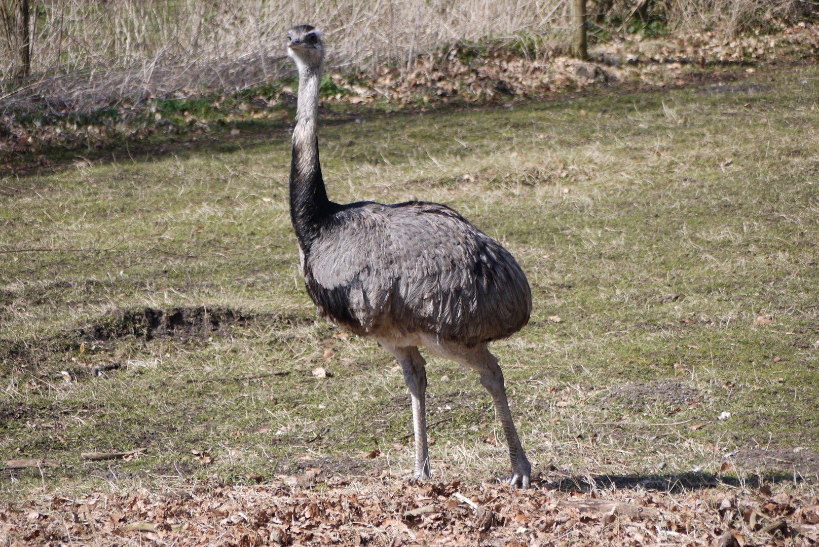 Greater Rhea