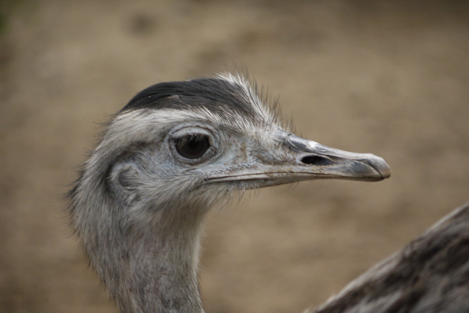 Greater Rhea