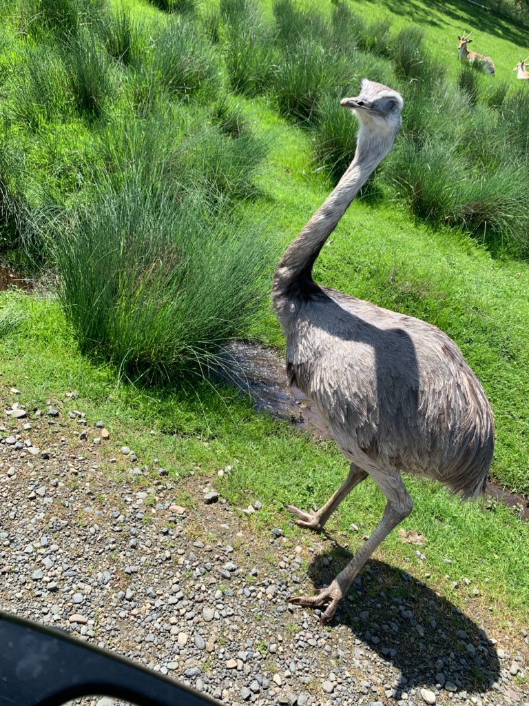 Greater rhea