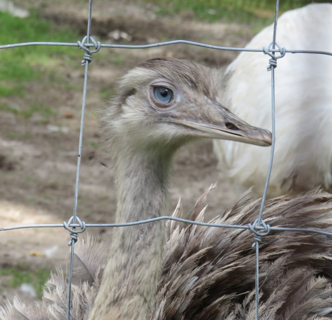 Greater rhea