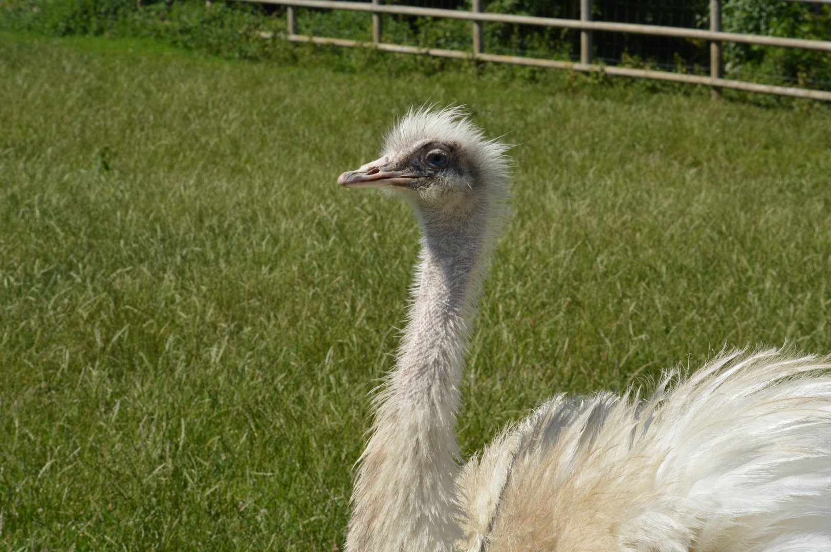 Greater rhea