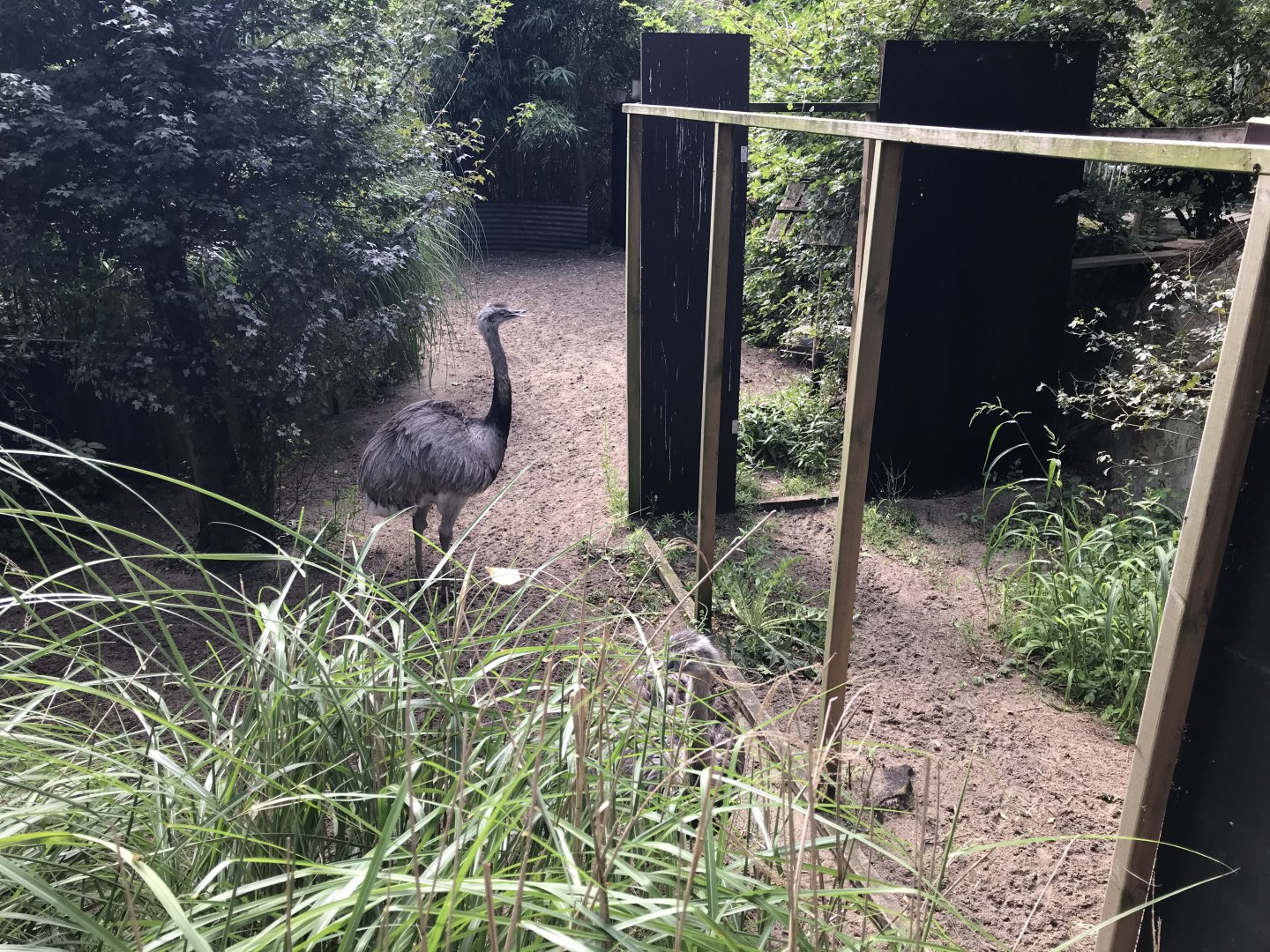 Greater rhea