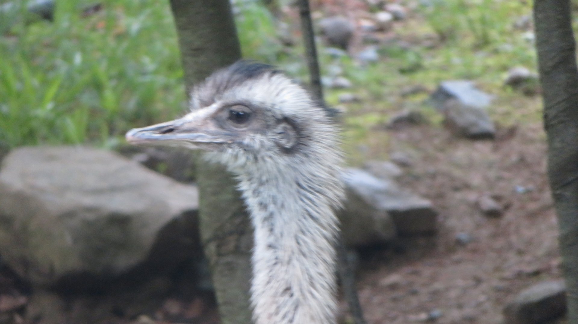Greater Rhea