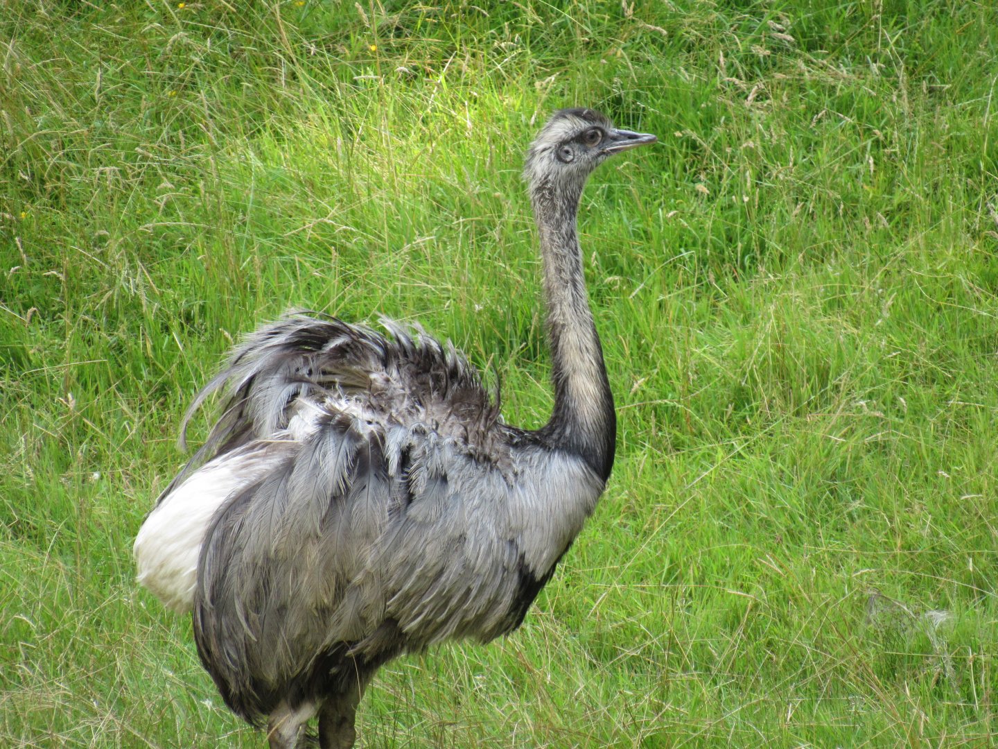 Greater Rhea