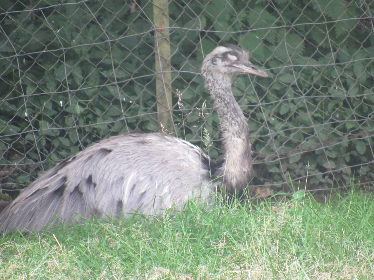Greater Rhea