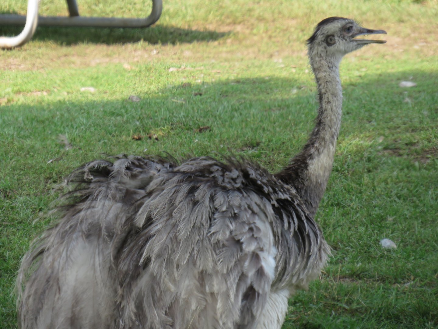 Greater rhea