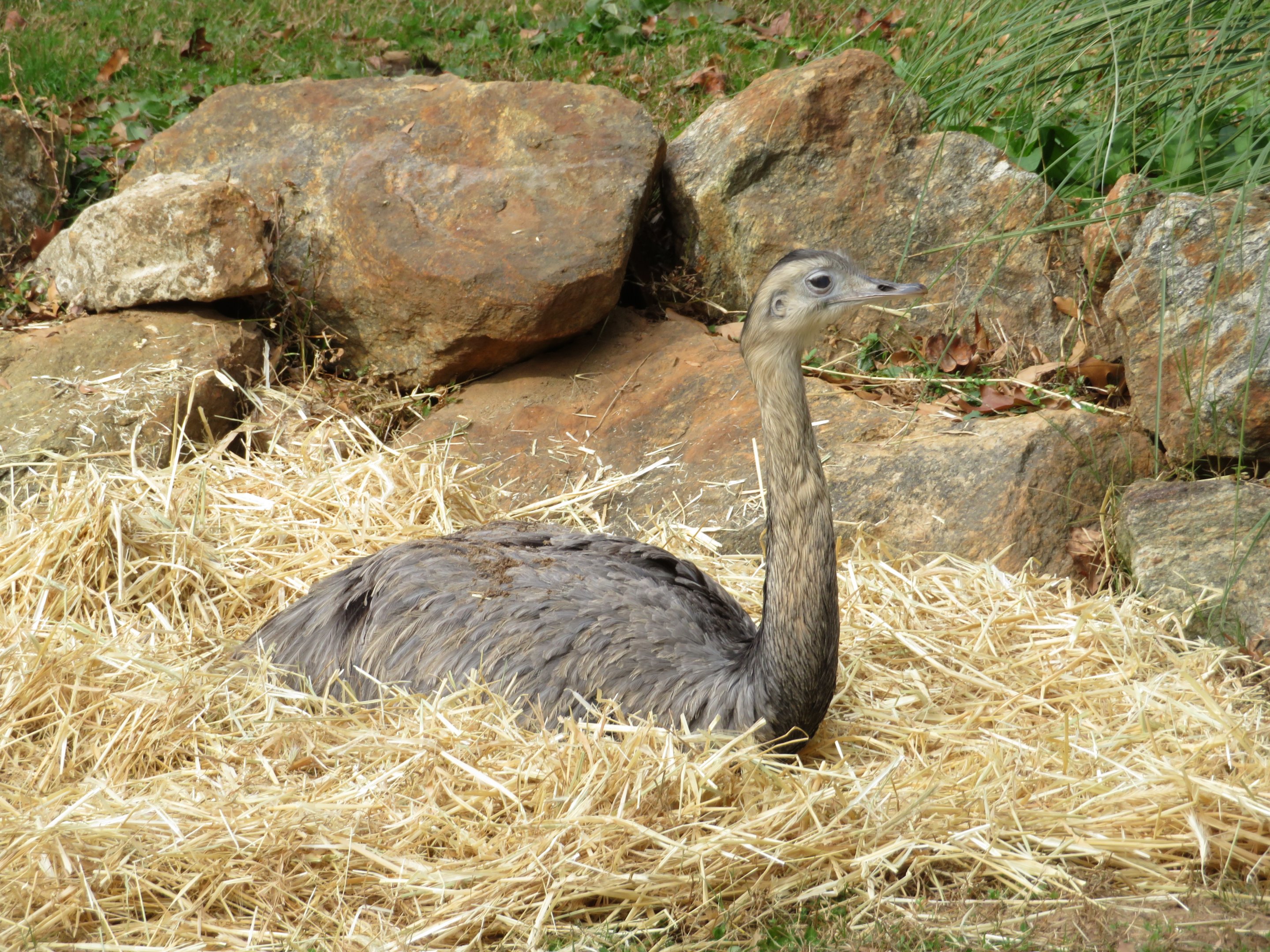 Greater Rhea