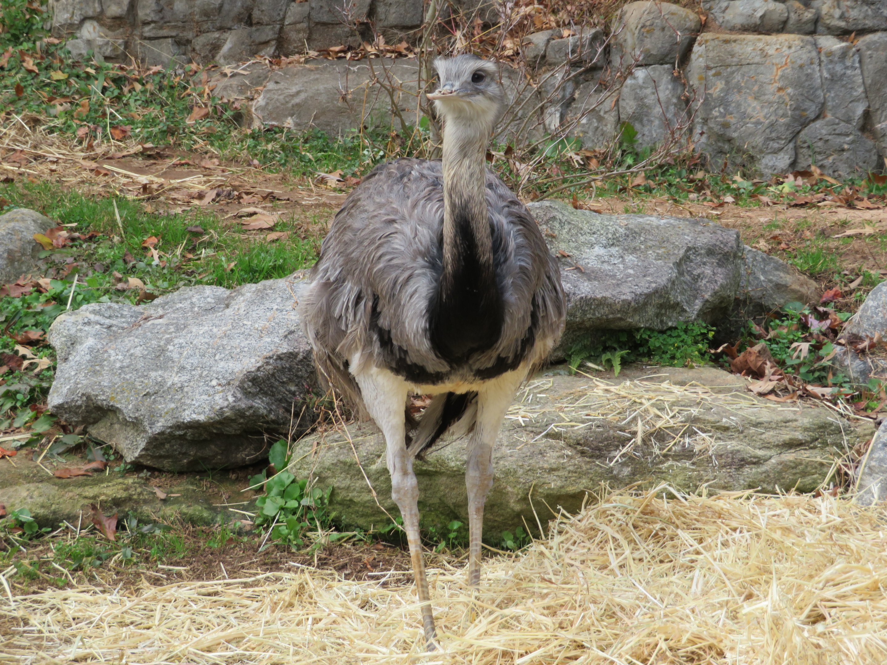 Greater Rhea