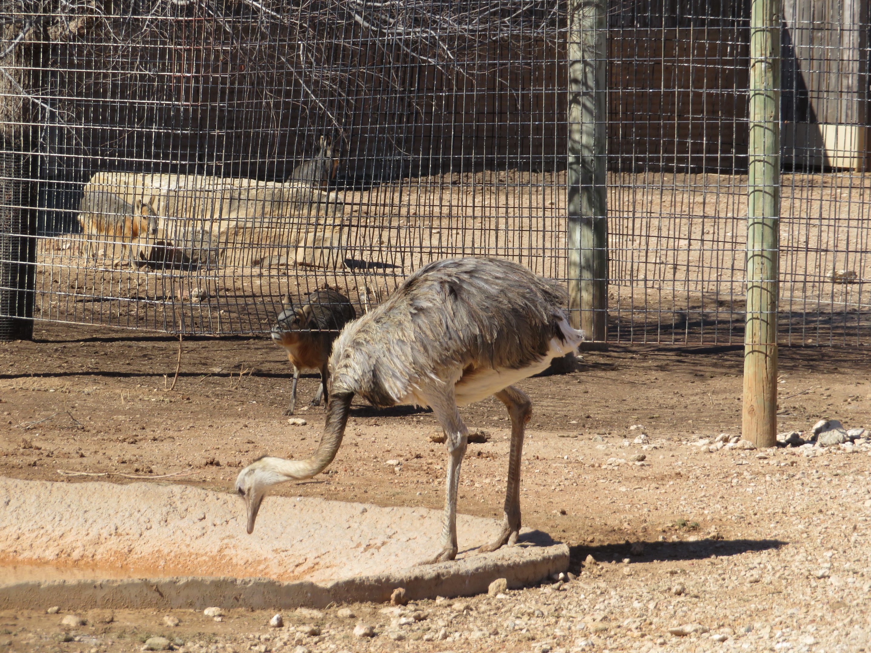 Greater Rhea