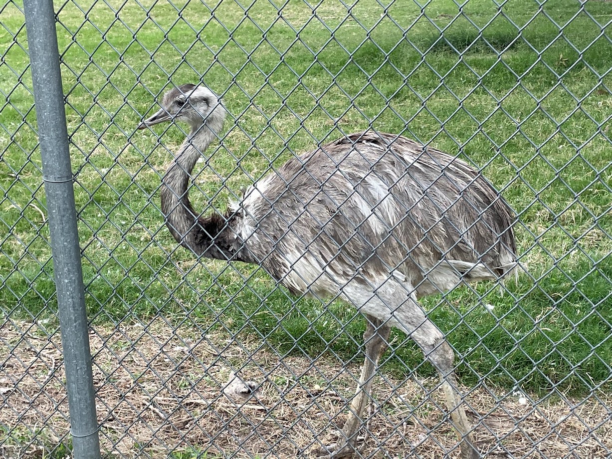 Greater Rhea