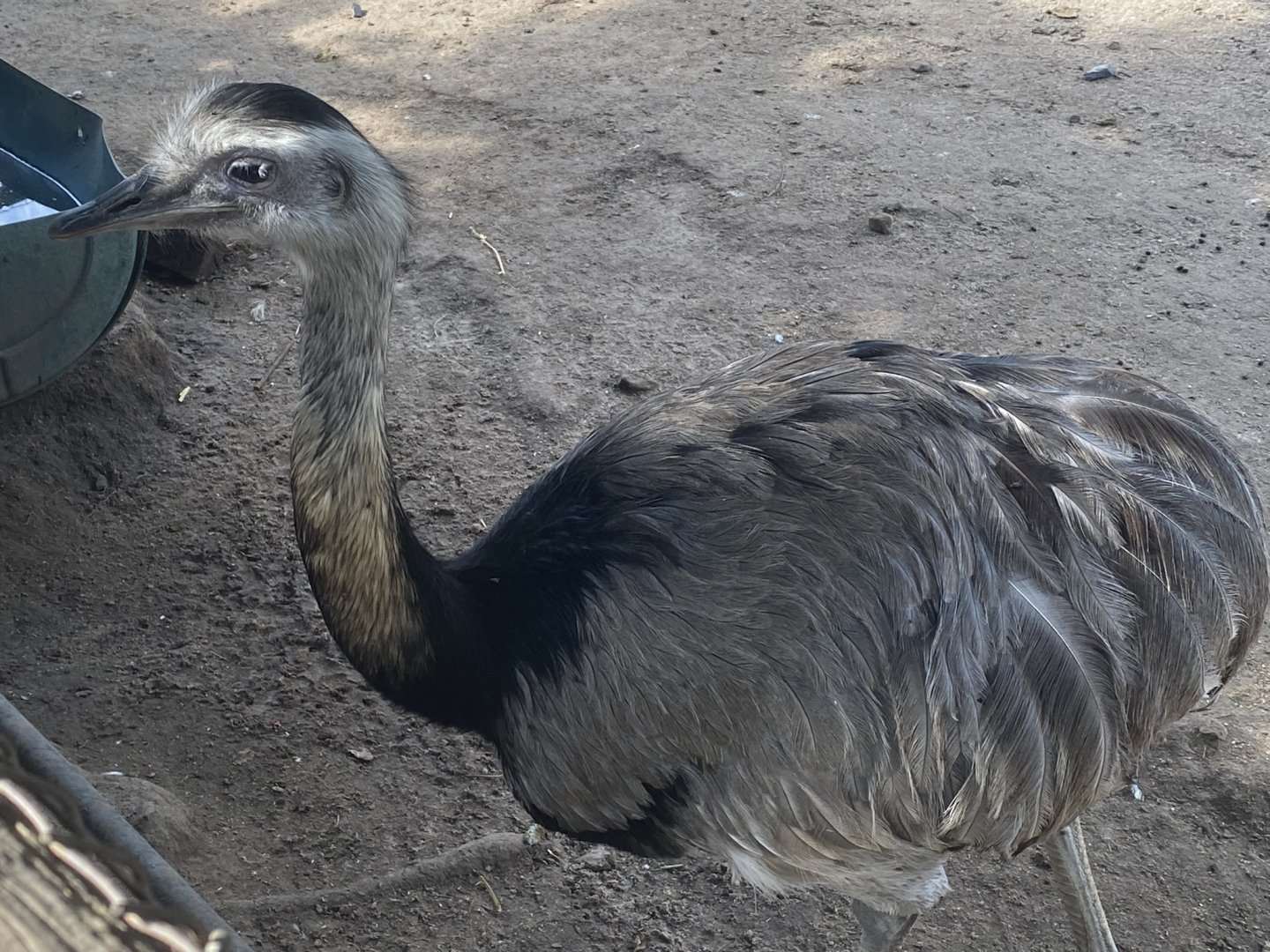 Greater Rhea