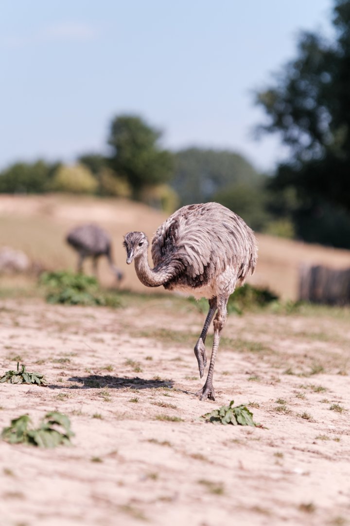 Greater rhea