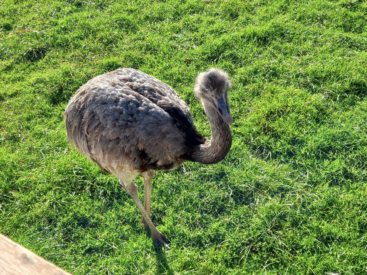 Greater Rhea