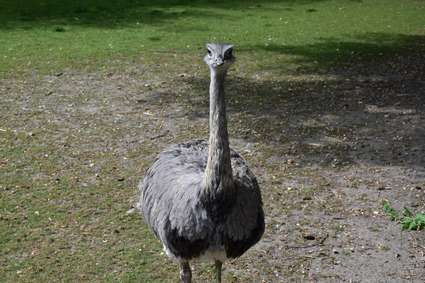 Greater rhea