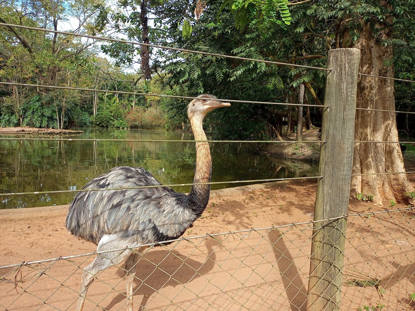 Greater rhea