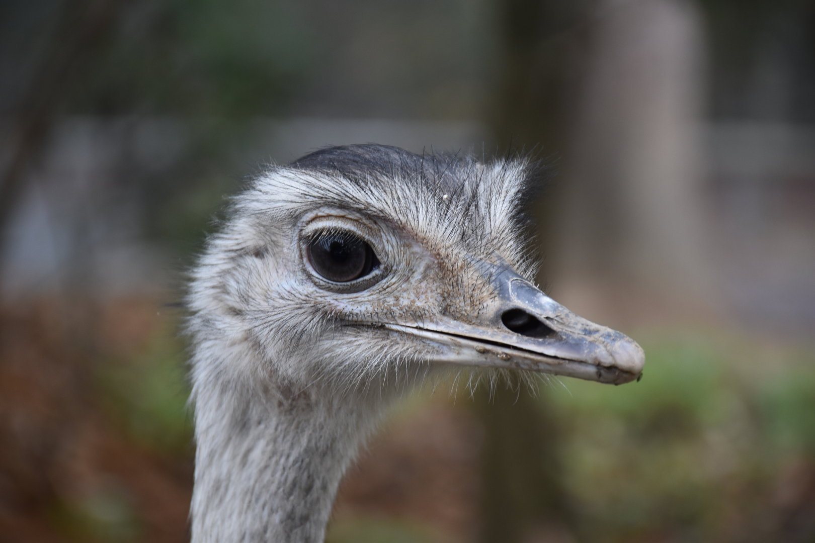 Greater rhea