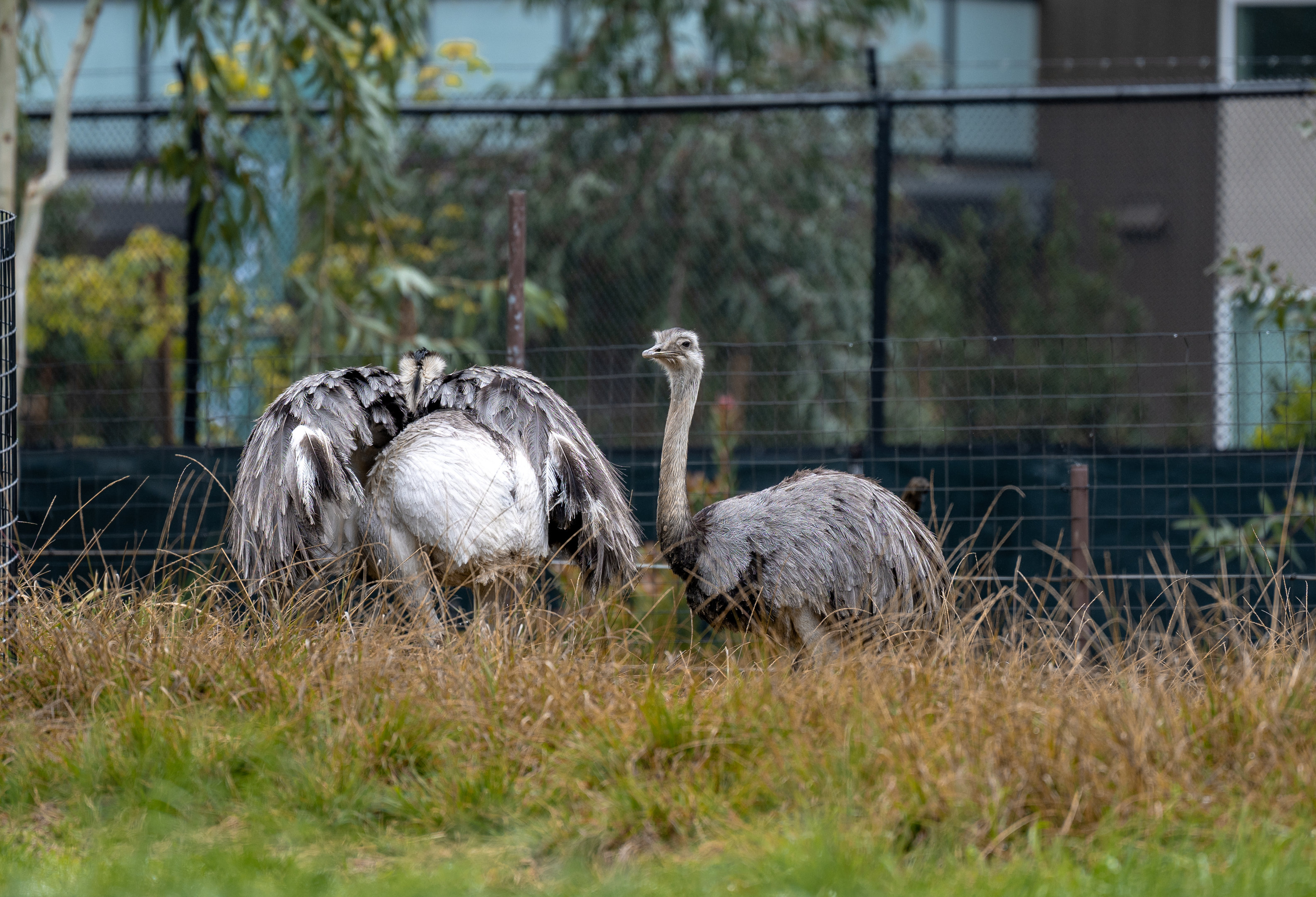 Greater Rhea