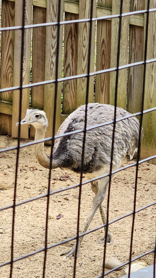 Greater Rhea