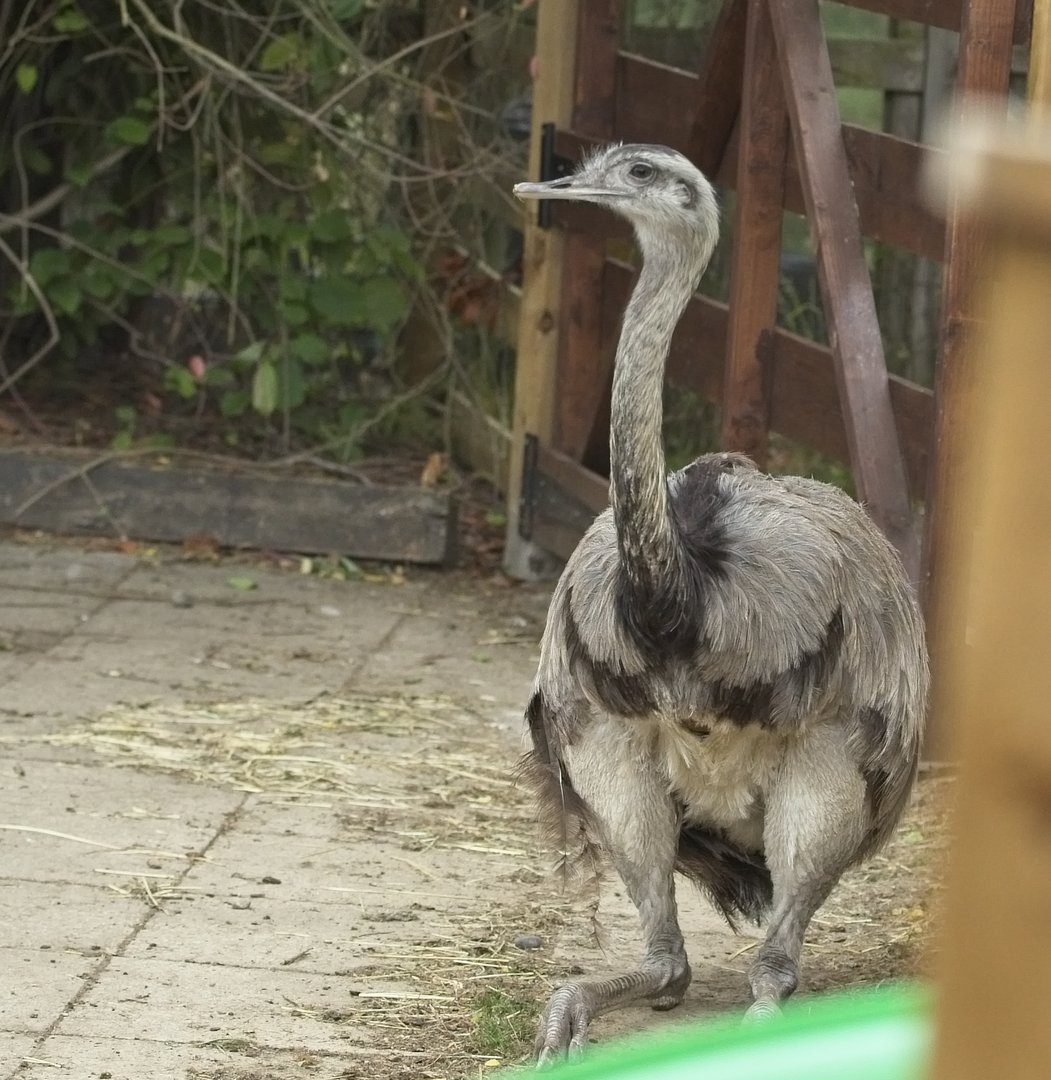 Greater Rhea