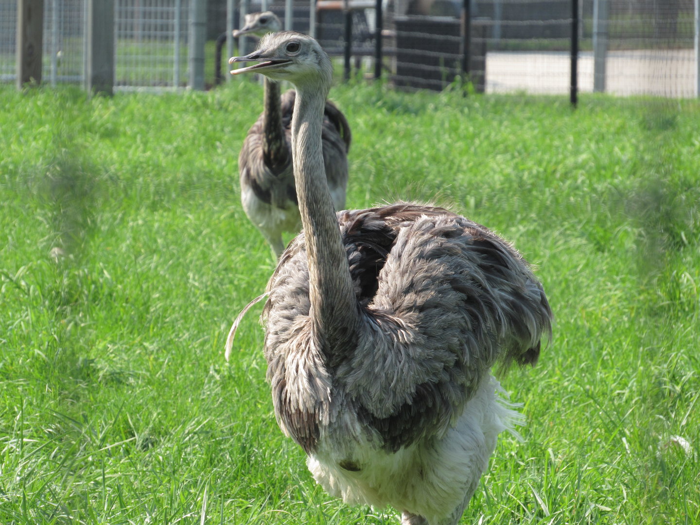 Greater Rhea