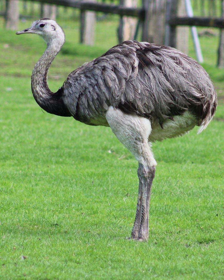 Greater rhea