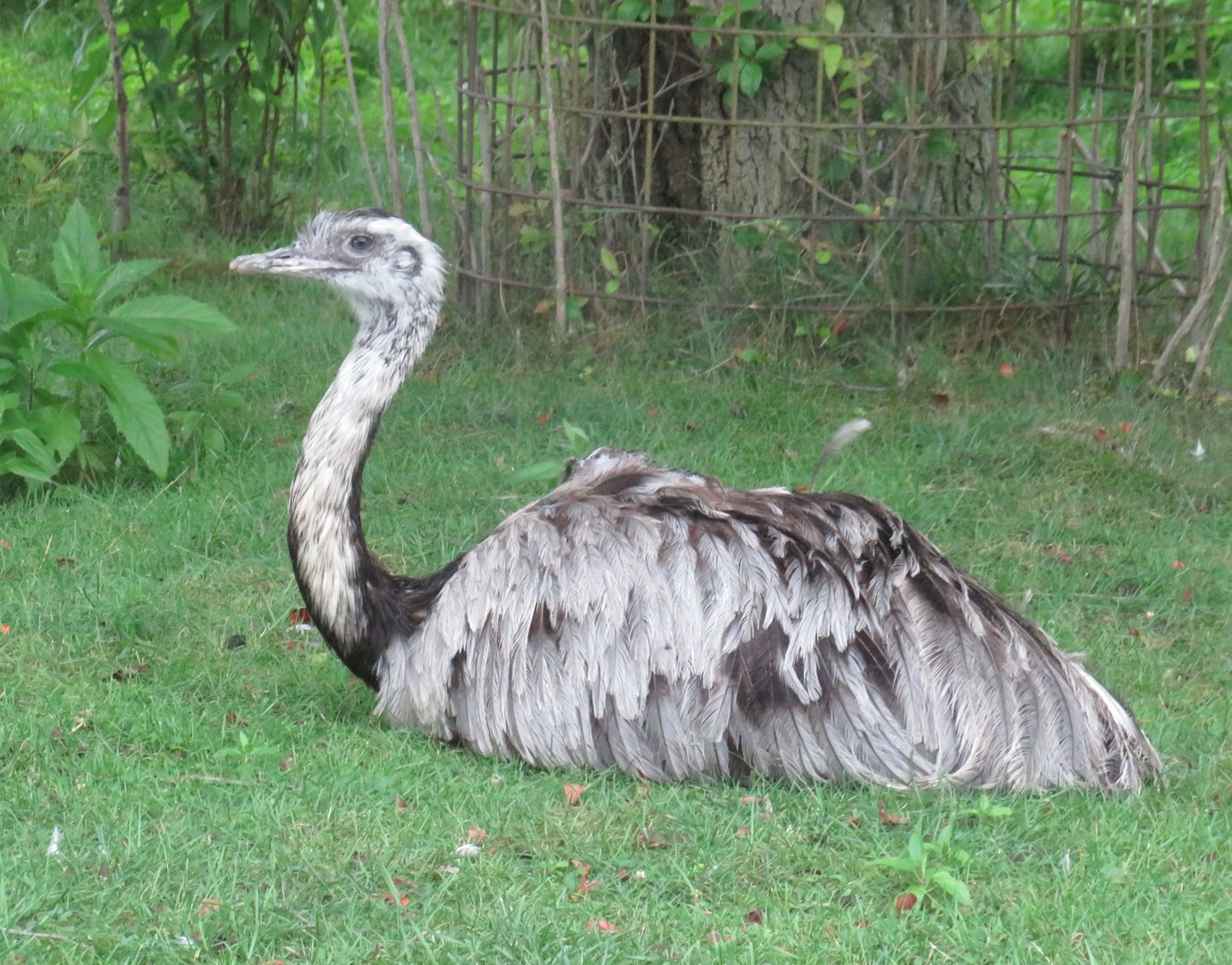 Greater rhea