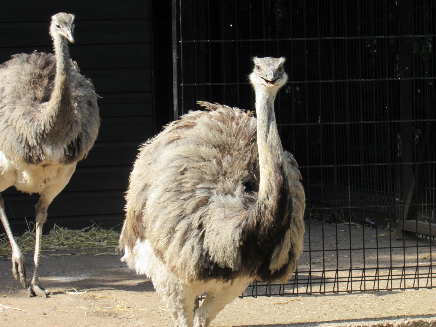 Greater rhea