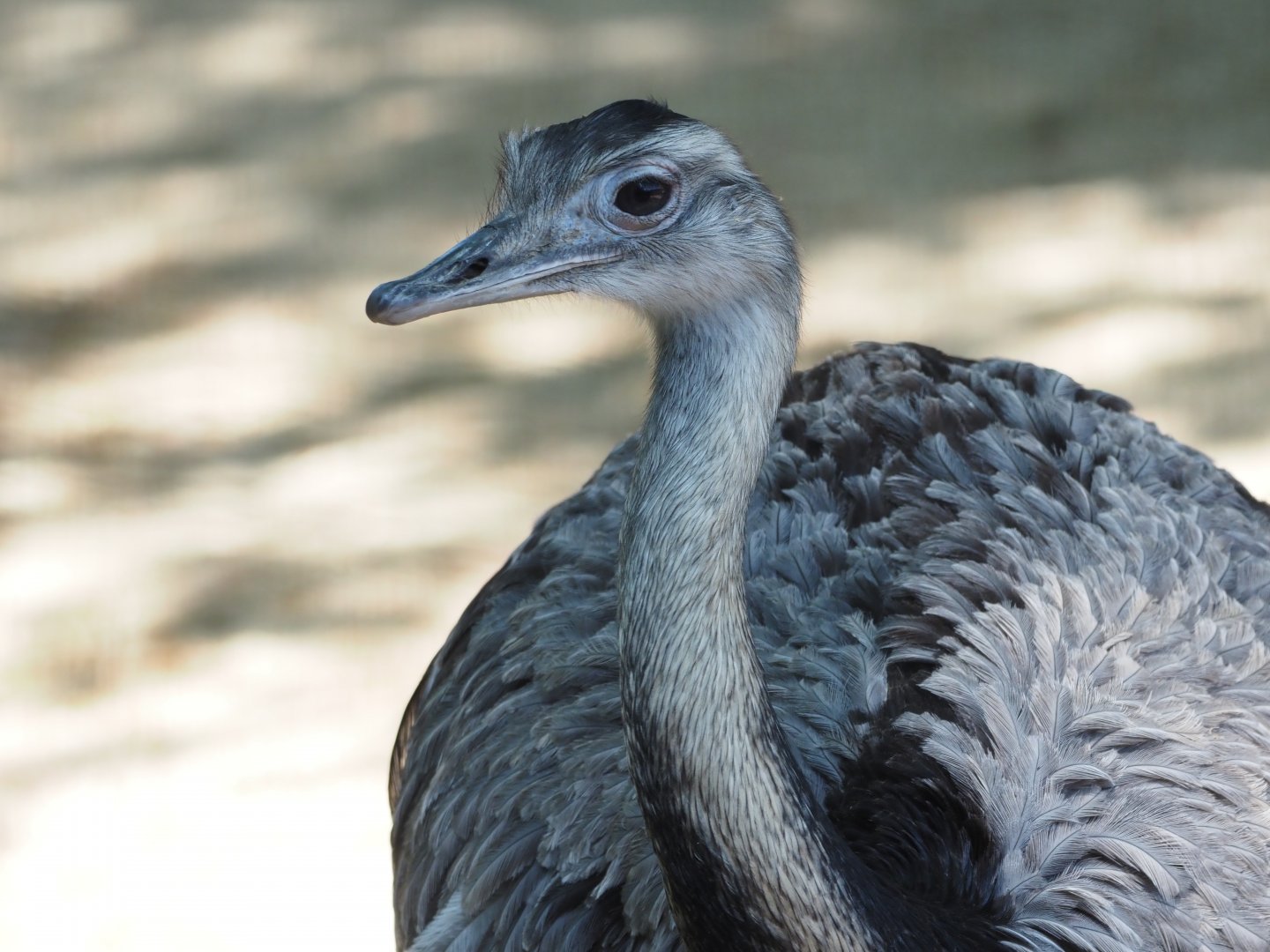 Greater Rhea